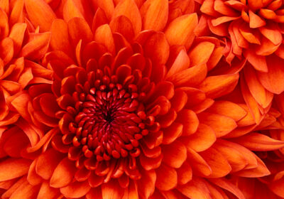 Chrysanthemum